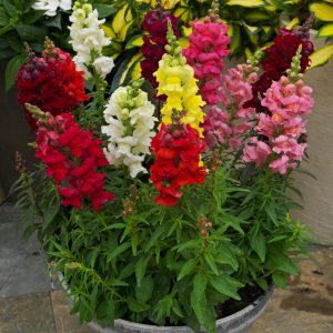 Antirrhinum majus nanum Sonnet Mix
