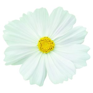 Cosmos bipinnatus Casanova White