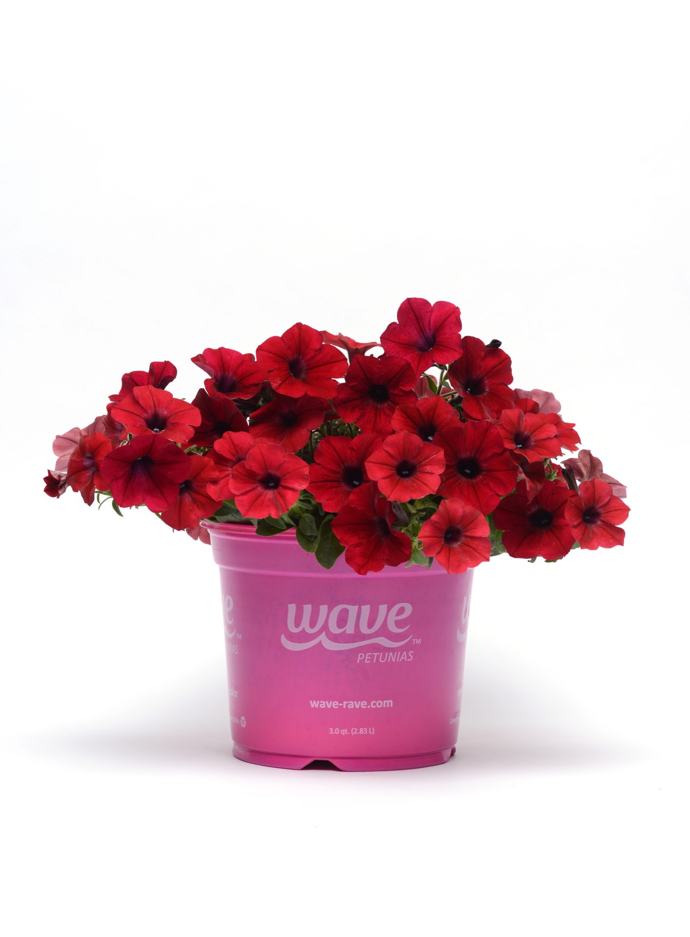 Petunia hybrida Tidal Wave Red Velour – Bild 2