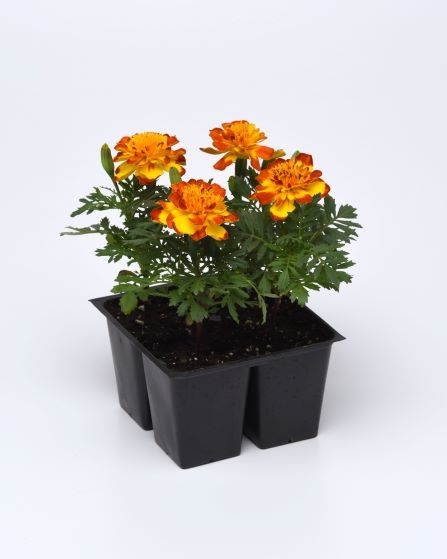 TAGETES patula nana FLAMENCO