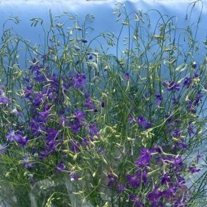 Delphinium consolida Blue Cloud