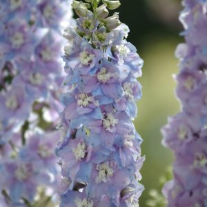 Delphinium elatum Guardian Lavender