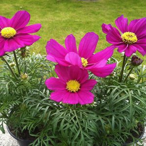 Cosmos bipinnatus Casanova Violet