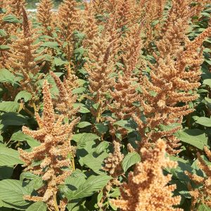 Amaranthus cruentus Bronze