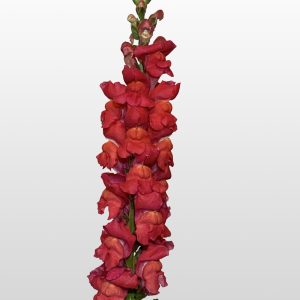 Antirrhinum majus Maryland Flamingo
