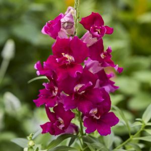 Antirrhinum majus Twinny Purple