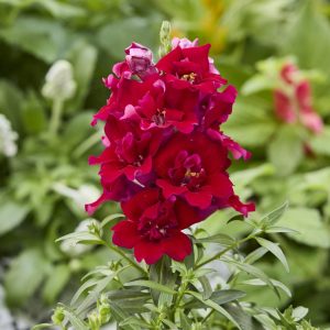 Antirrhinum majus Twinny Red