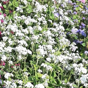Ageratum mexicanum White Cutting
