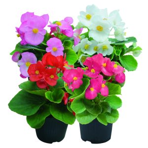 Begonia semperflorens Super Cool Mix