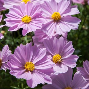 Cosmos bipinnatus Apollo Pink