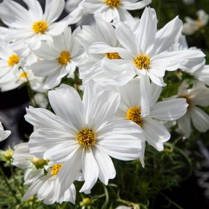 Cosmos bipinnatus Apollo White
