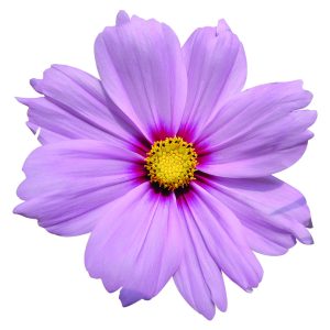 Cosmos bipinnatus Casanova Pink