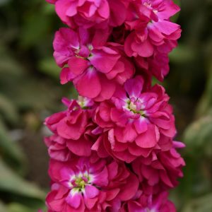 Matthiola incana Column Miracle Crimson