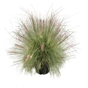 Muhlenbergia capillaris Ruby