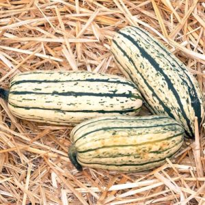 Cucurbita Bush Delicata